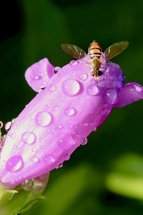 Hoverfly on Pink Flower Photograph by Sarah Lilja
