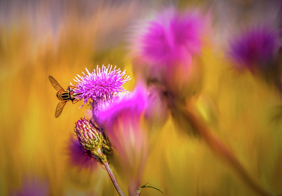 Hoverfly thistle #g7 Digital Art by Leif Sohlman