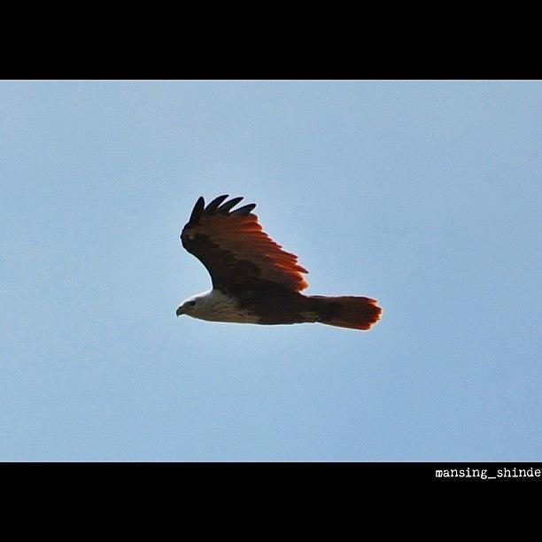 Bird Photograph - Hovering Above- Brahminy Kite by Indian Truck Driver