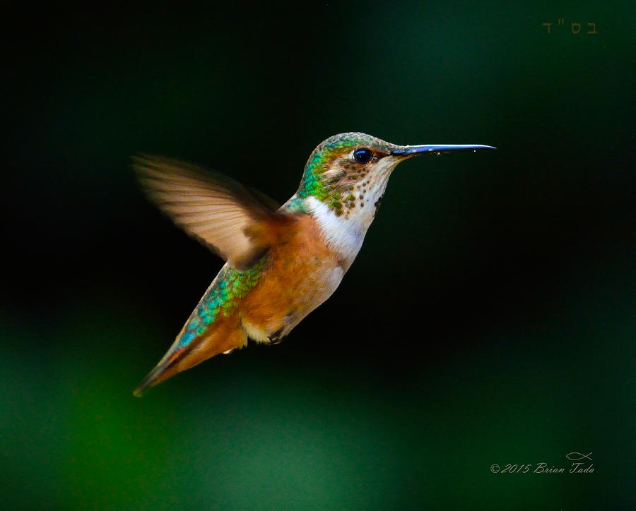 Hovering Allens Hummingbird Photograph by Brian Tada
