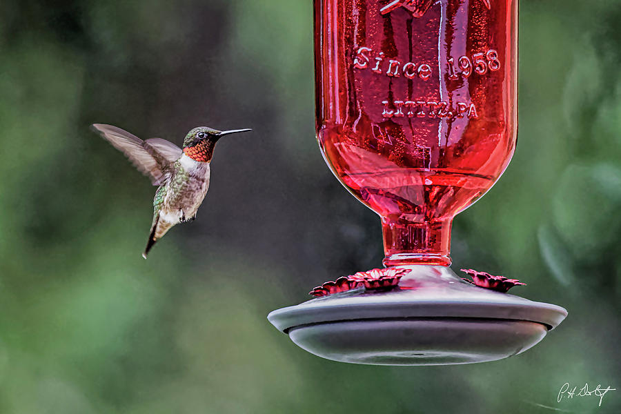 Nature Photograph - Hovering At The Feeder by Phill Doherty