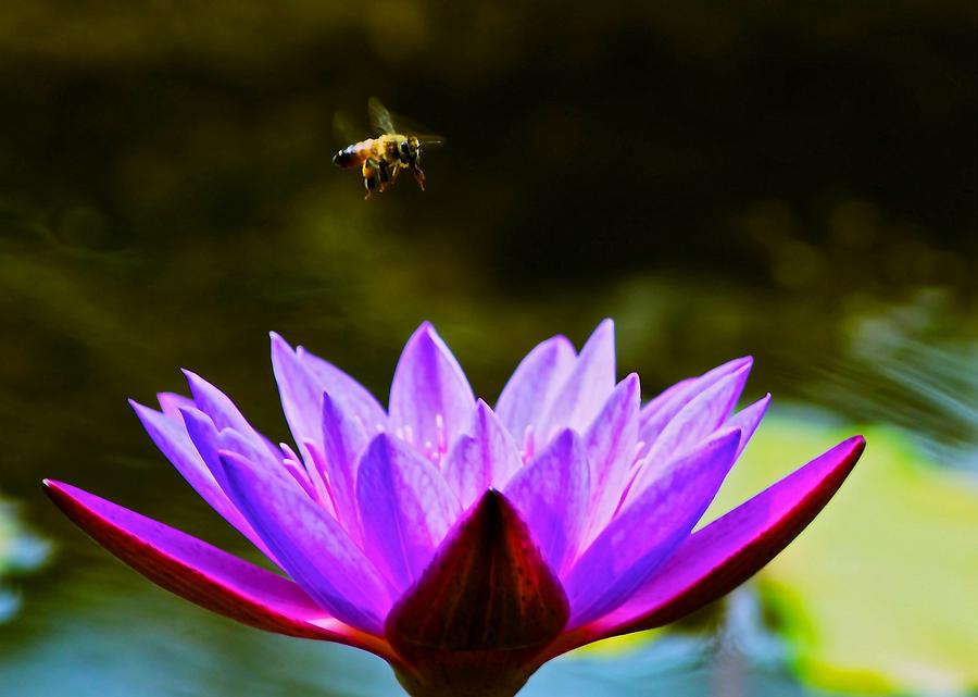 Hovering Bee and Lotus Flower Photograph by Kristina Deane