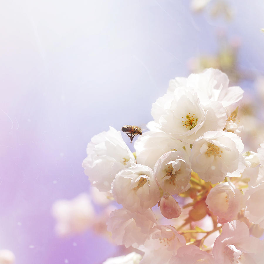 Hovering bee Photograph by Helga Novelli