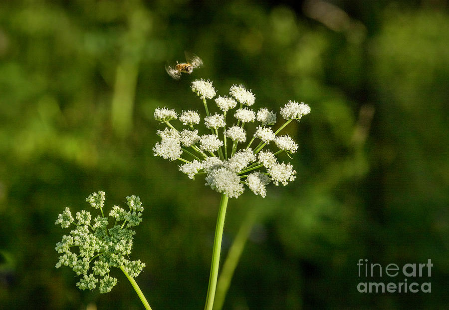Hovering Bee Photograph by Karen Jorstad