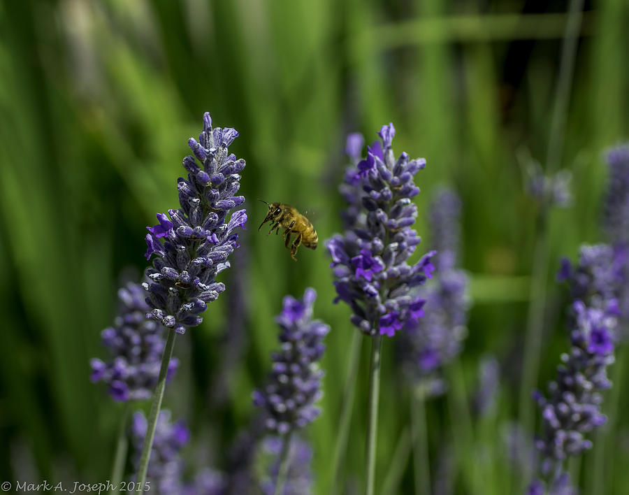 Hovering Bee Photograph by Mark Joseph