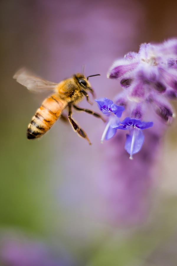 Hovering Bee Photograph by Wayne Cottrill - Fine Art America