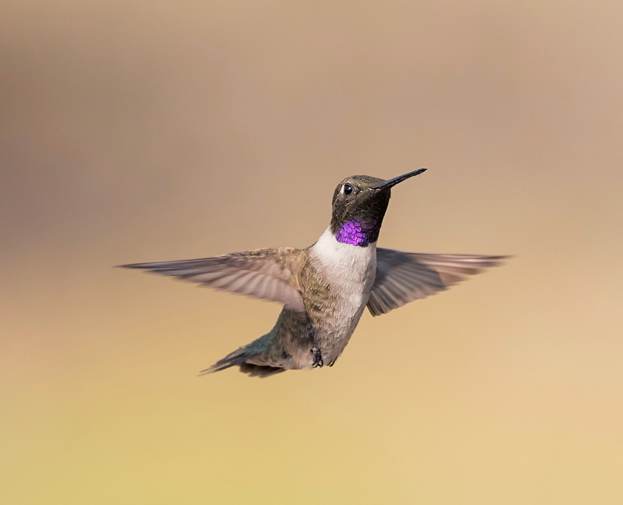 Hovering Black Chinned Photograph by Loree Johnson