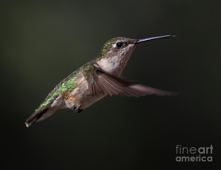 Hovering Photograph by Douglas Stucky