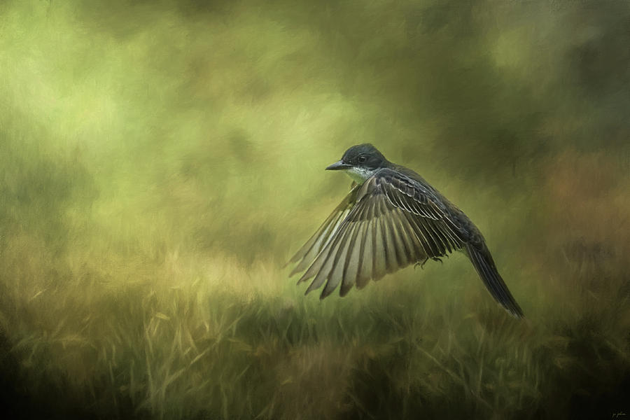 Bird Photograph - Hovering Eastern Kingbird In Flight Art by Jai Johnson