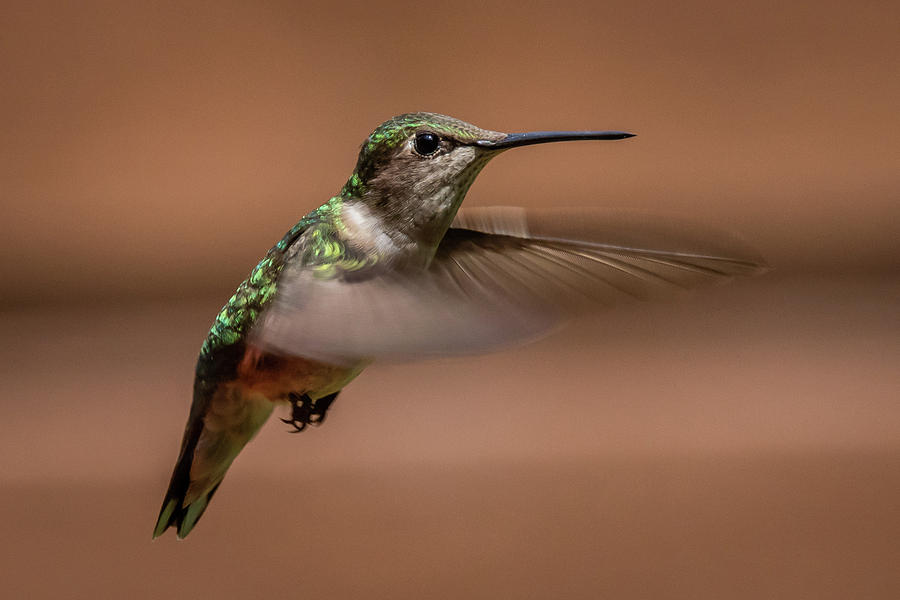 Hovering Photograph by Gary E Snyder
