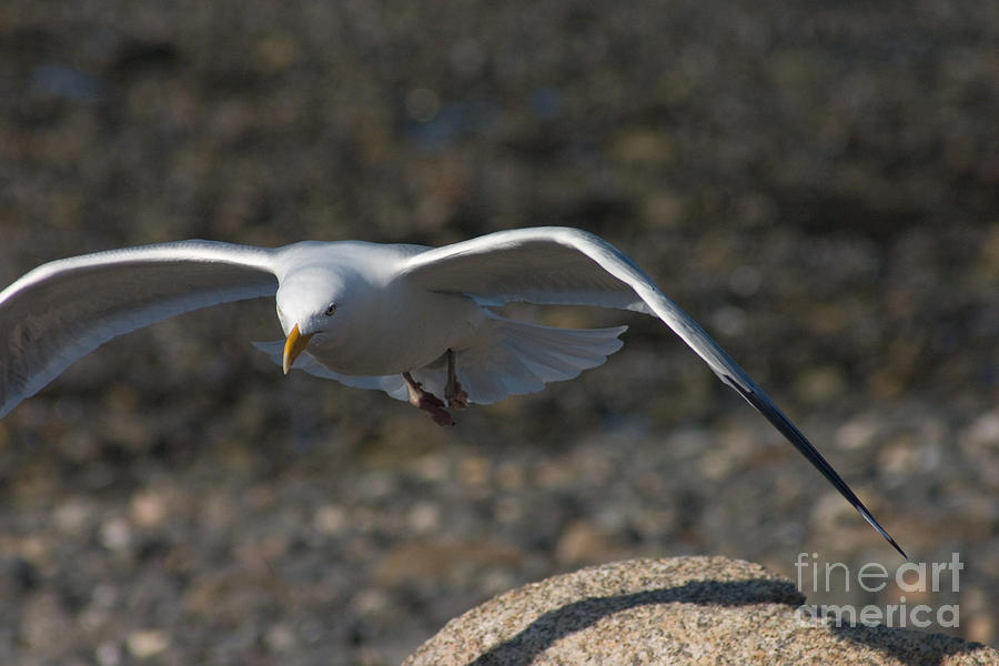 Hovering Gull Photograph by David Bishop