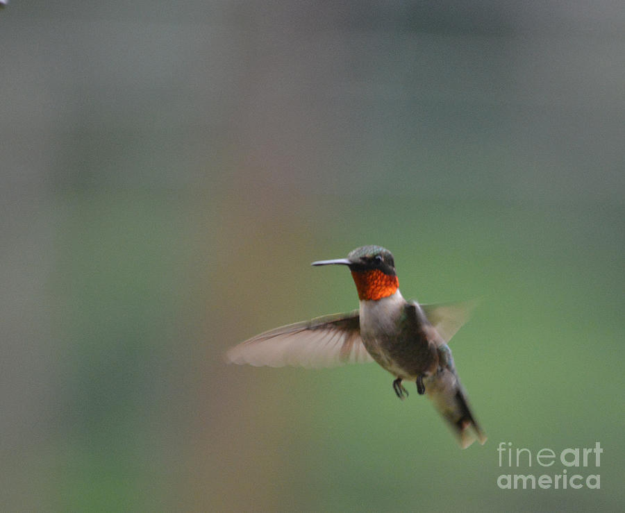 Hovering Hummer Photograph