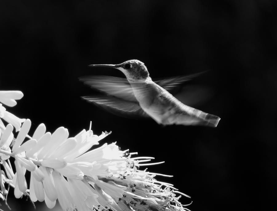 Hovering Hummer in Black and White - Bird Photograph by MTBobbins Photography