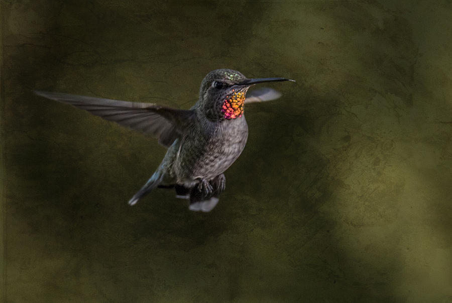 Hovering Hummer Photograph by Randy Hall