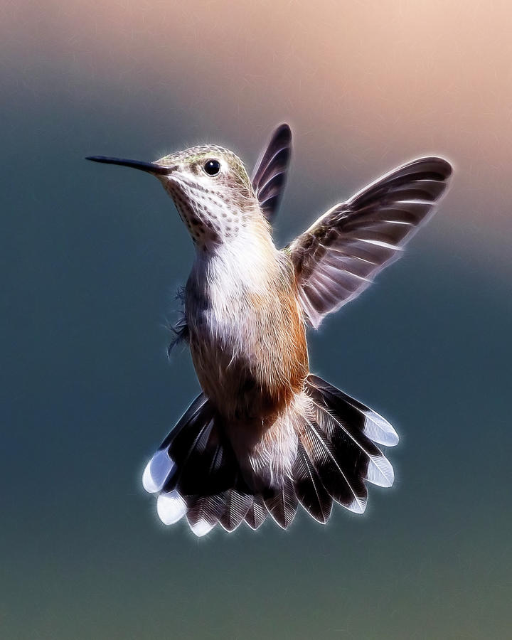 Hovering Hummer Digital Art by Wes and Dotty Weber
