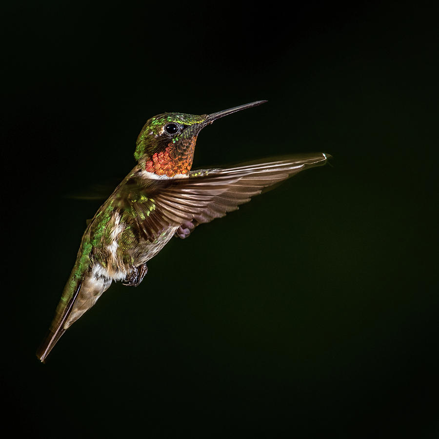 Hovering Humming bird Photograph by Paul Freidlund