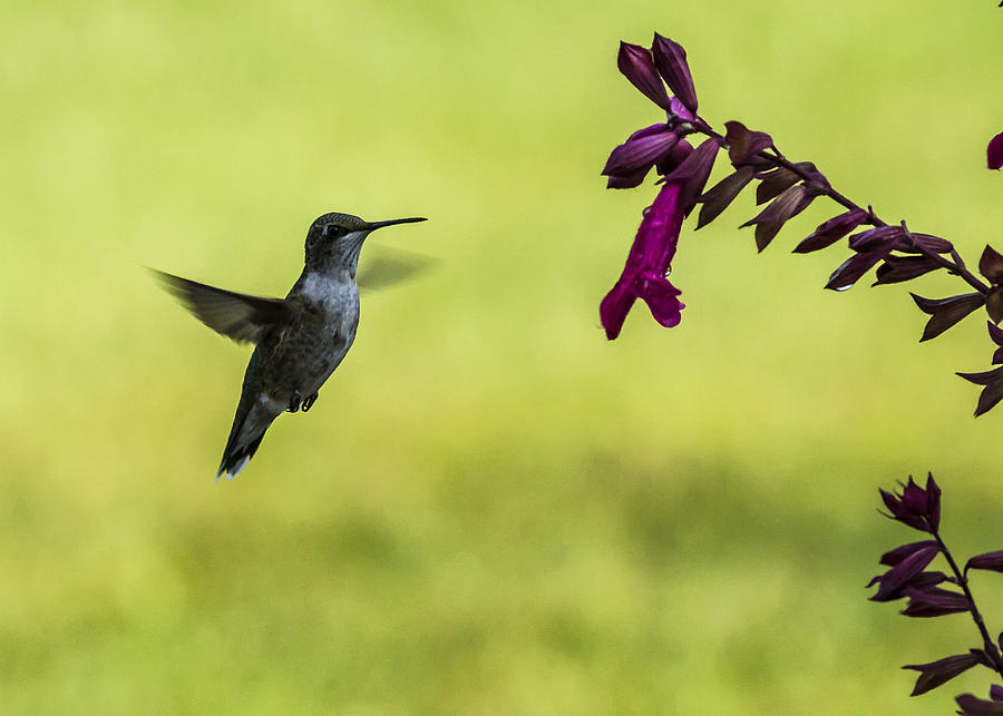 Hovering Hummingbird Photograph by Lindley Johnson