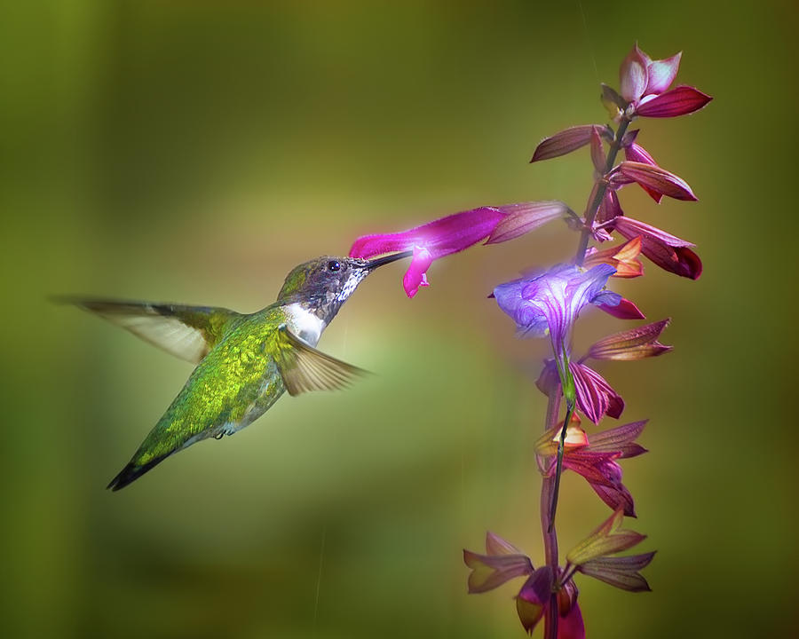 Hovering Hummingbird Photograph by Mark Andrew Thomas
