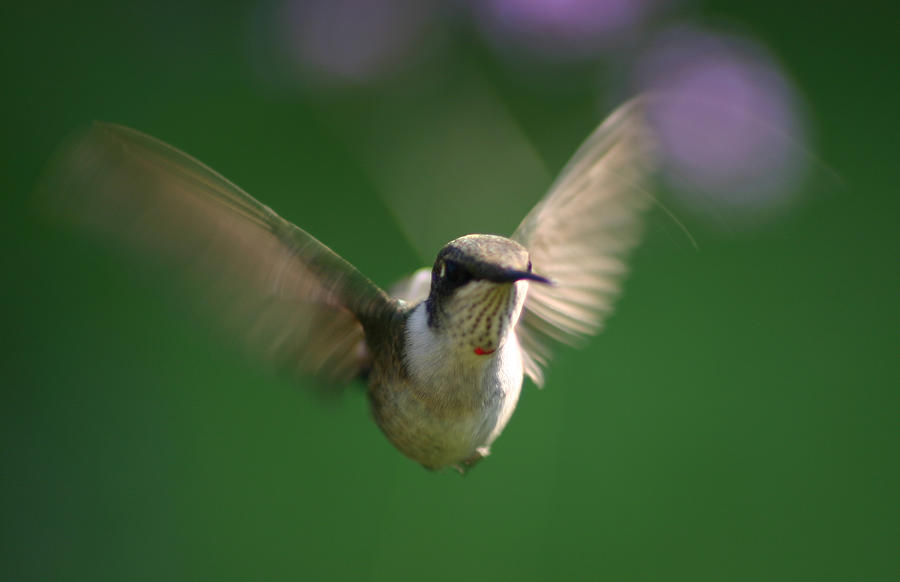 Hovering Hummingbird Photograph by Robert E Alter Reflections of Infinity