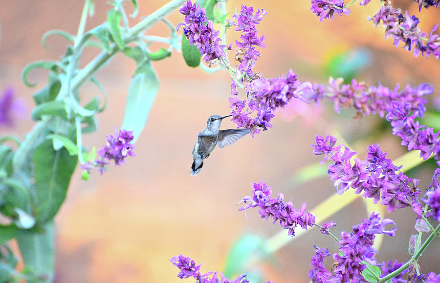 Hovering in the Lavender Photograph by Lynn Bauer