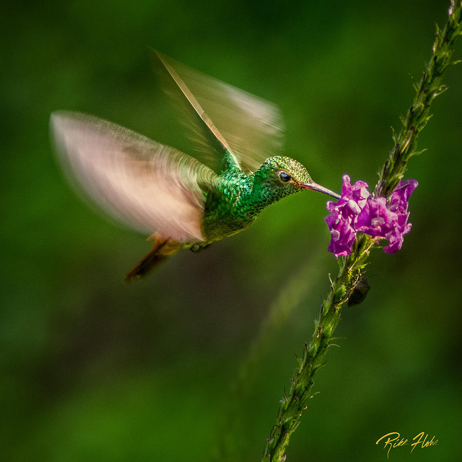 Hovering in the Vervain  Photograph by Rikk Flohr