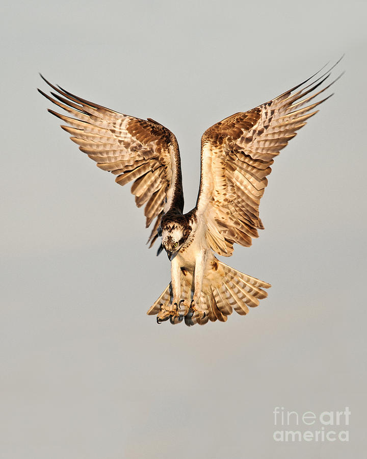 Hovering Osprey Vertical Photograph by Timothy Flanigan | Fine Art America