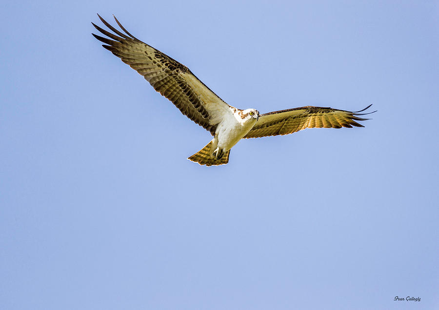 Hovering Raptor Photograph by Fran Gallogly