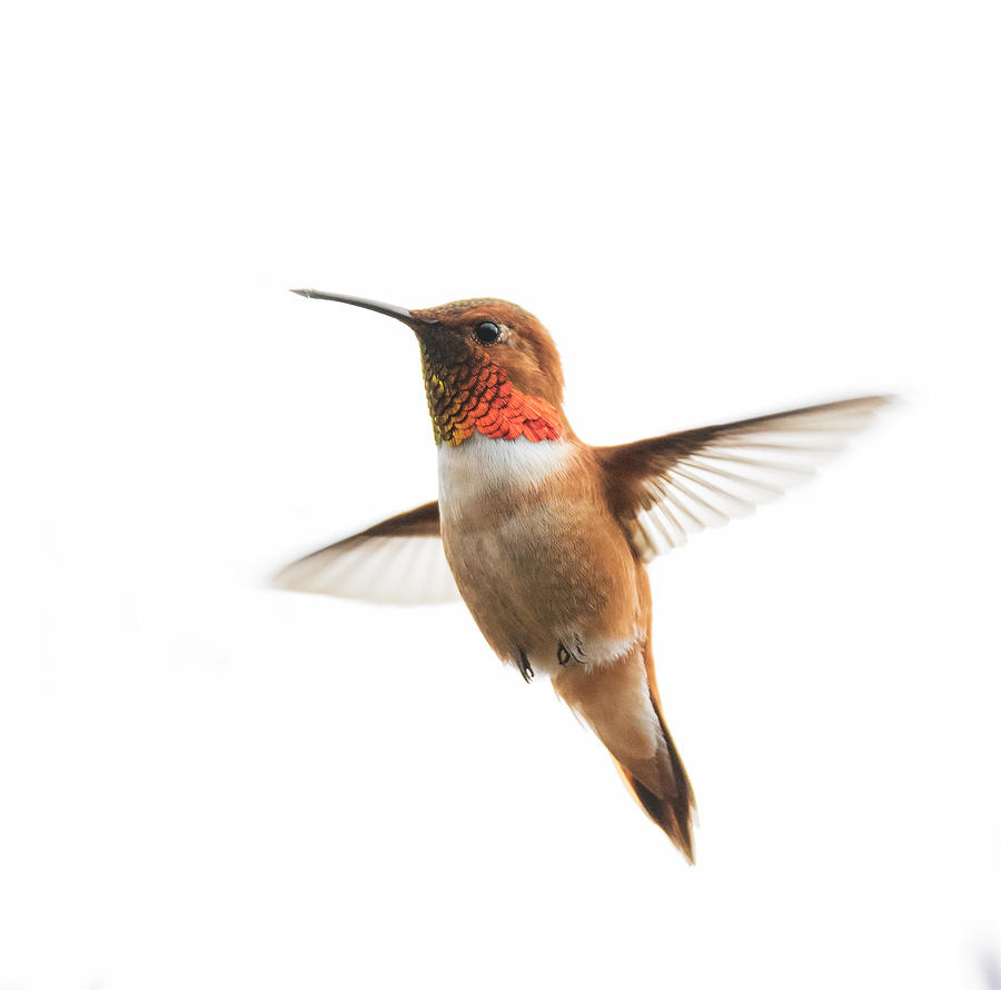 Hovering Rufous Hummingbird Photograph by Angie Vogel