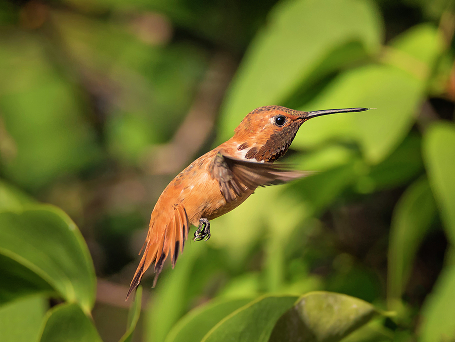 Hovering Rufous Photograph by Loree Johnson