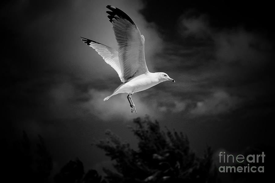 Seagull Photograph - Hovering Seagull by Vickie Emms