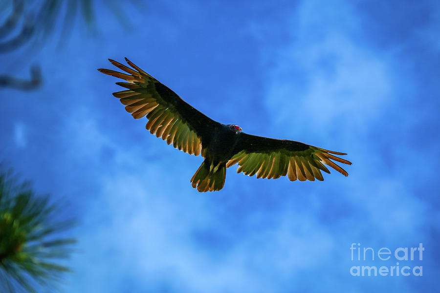Hovering Turkey Vulture Photograph by Tom Claud