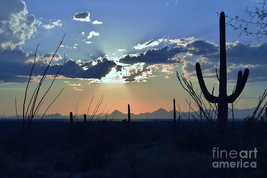 Saguaro National Park Photograph - How Blue Is My Valley by Janet Marie