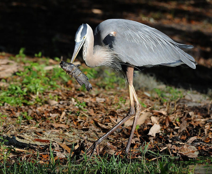 Heron Photograph - How Bout Now by Cory Bucher