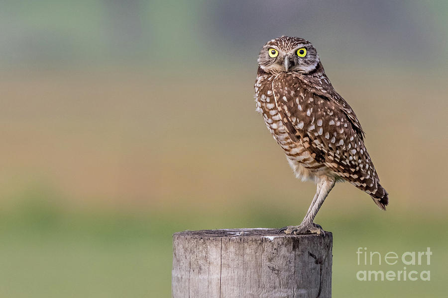 Burrowing Owl Photograph - How Do I Look? by Jon Ma