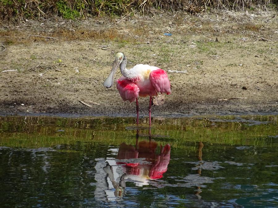 How do you do Mr. Roseate Spoonbill by Red Cross How do you do Mr. Roseate Spoonbill by Red Cross