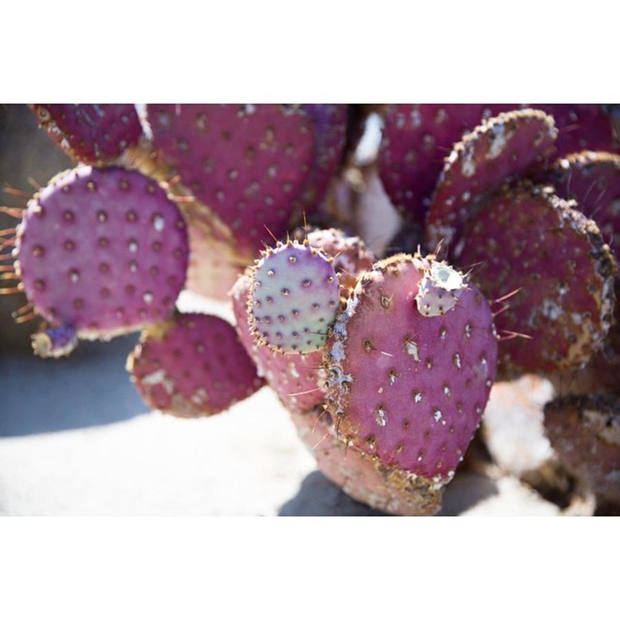 How Gorgeous Is This Cactus!! 💜🌵 Photograph by Hope Kauffman