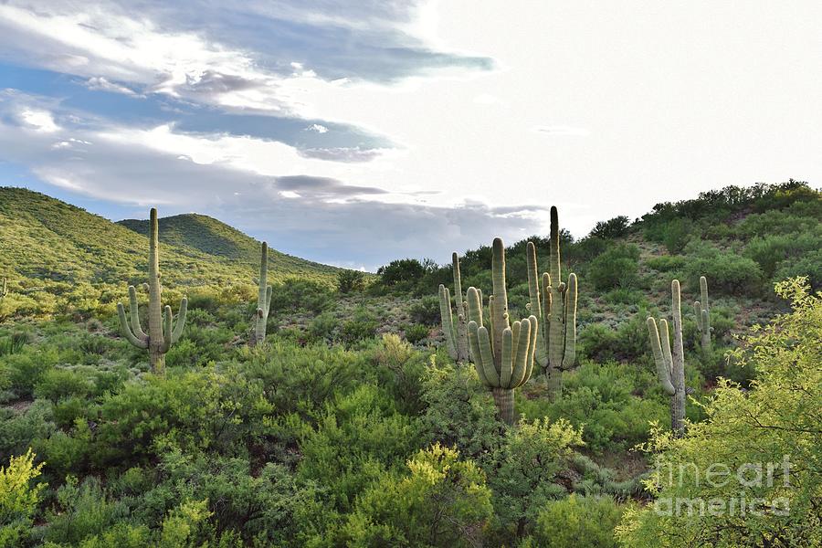Arizona Photograph - How Green Is My Valley by Janet Marie
