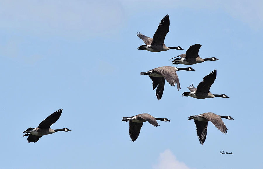 How high does the wild goose fly? Photograph by Chris Busch