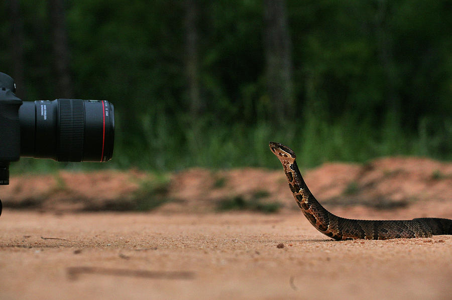 How I Shoot Snakes Photograph by JC Findley
