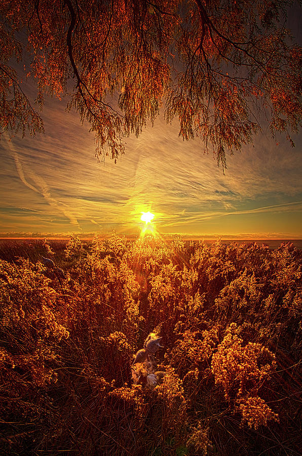 How, In Such Forgetting, Do We Become Photograph by Phil Koch