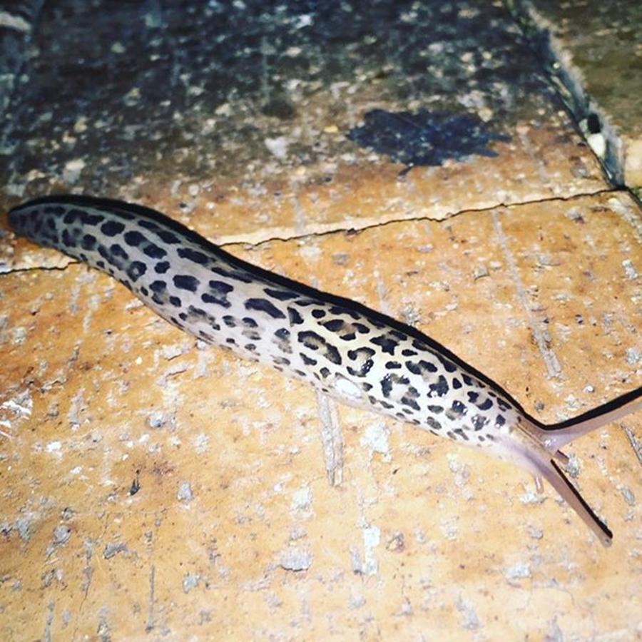 How Is This Possible?!?! A Leopard Slug Photograph by Flynn Evans