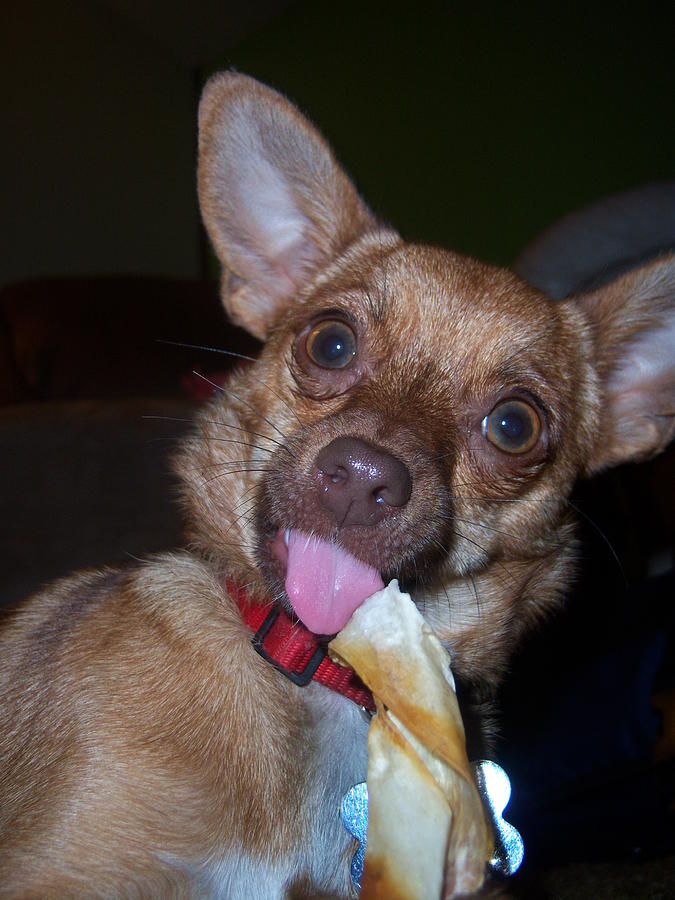 Chihuahua Photograph - How Many Licks Does It Take by Ken Day