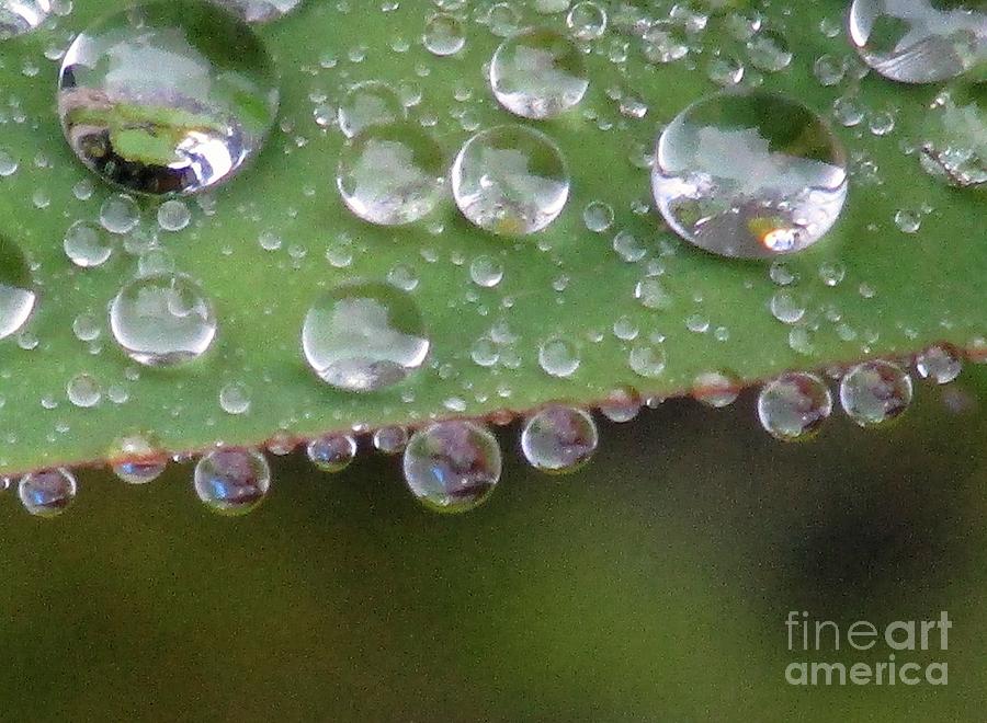 How Many Raindrops Can A Leaf Holds. Photograph by Kim Tran