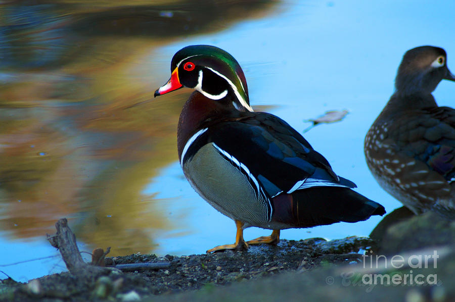 How Much Wood Could A Wood Duck Chuck Photograph by Clayton Bruster