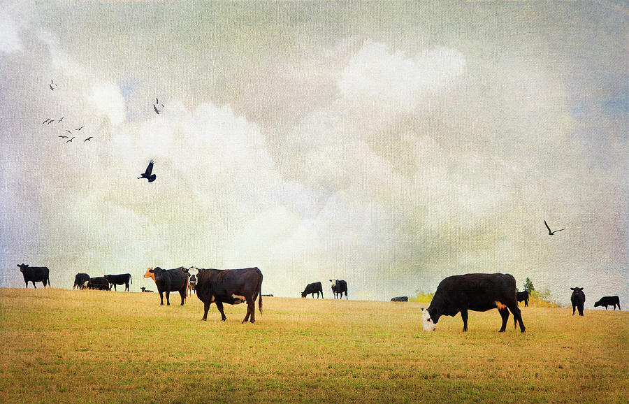 How Now Black Cow Photograph by Theresa Tahara