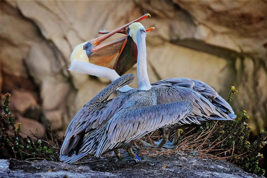 Nature Photograph - How Pelicans Kiss, California Brown Pelicans by Zayne Diamond