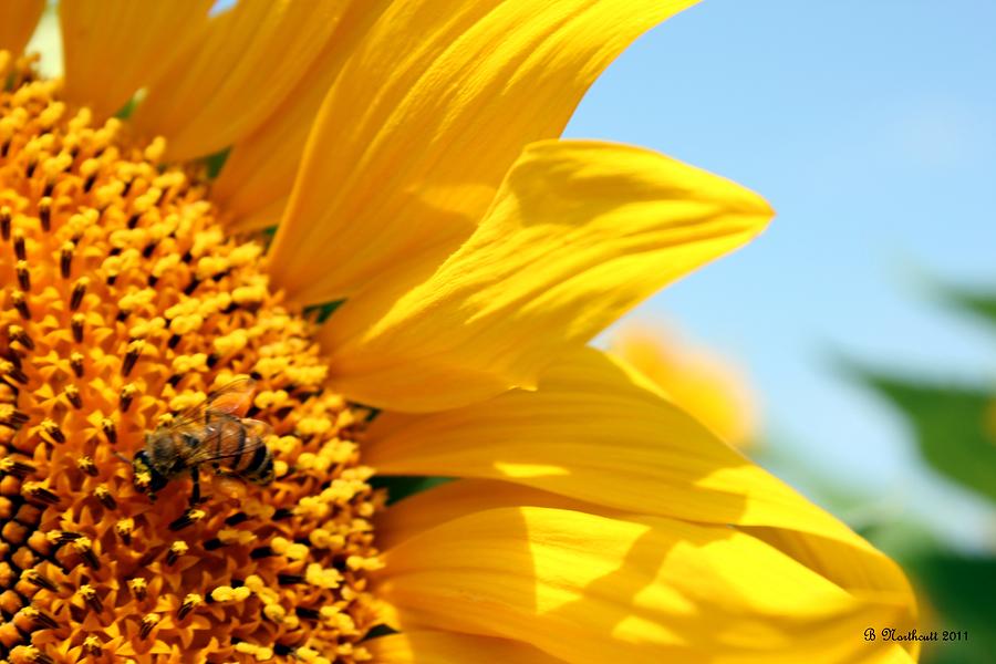 How Sweet It Is Photograph By Betty Northcutt - Fine Art America