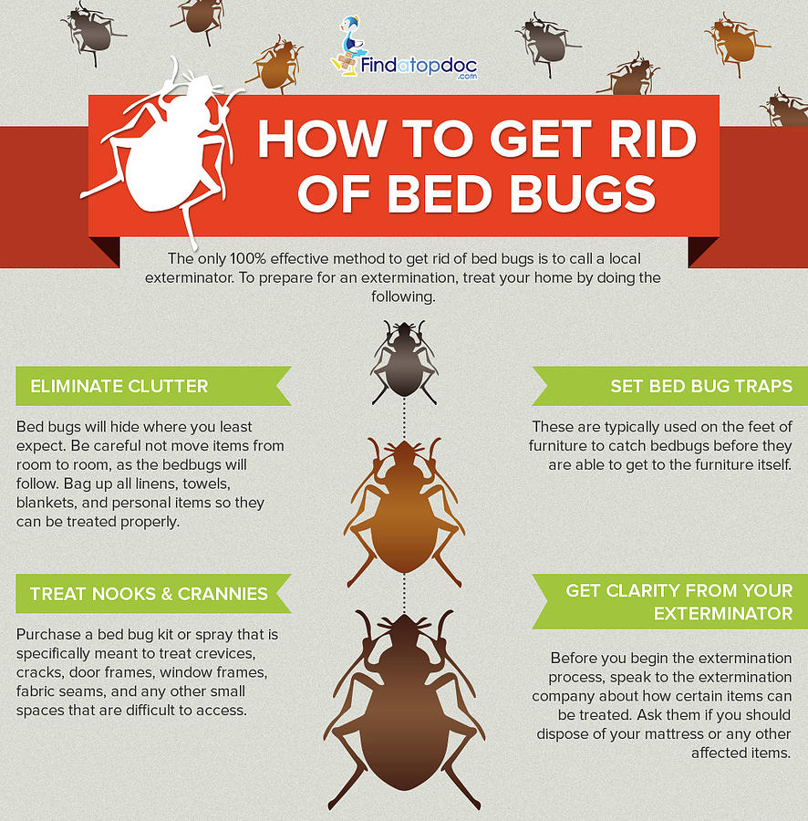 How To Get Rid Of Bed Bugs From Your Skin at marialgibbso blog