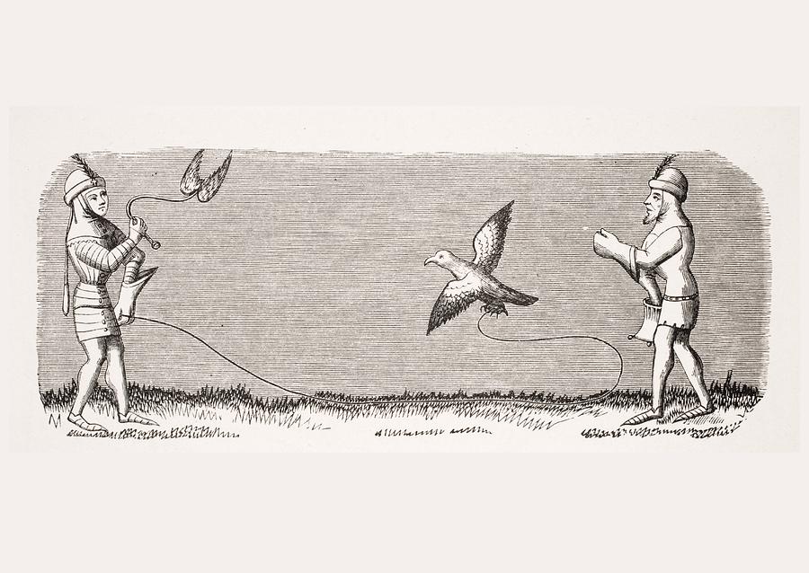 Falcon Drawing - How To Train A New Falcon. 19th Century by Vintage Design Pics