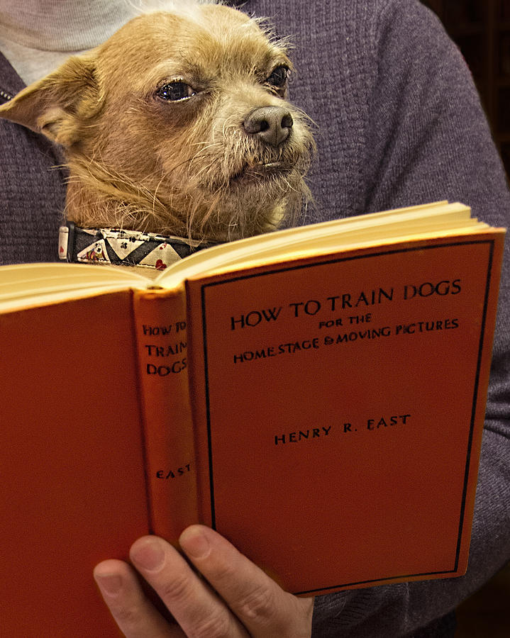 How to Train Dogs Photograph by Mitch Spence